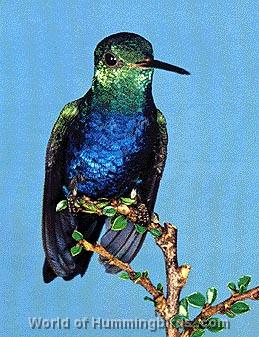Hummingbird Garden Catalog: Violet-Bellied Hummingbird